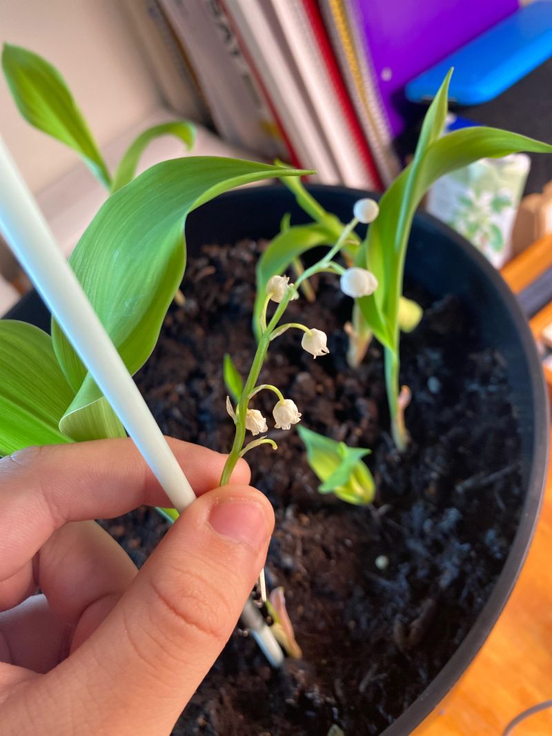 Cut Back Leaves Repeatedly To Weaken Roots Cut Back Leaves Repeatedly To Weaken Roots