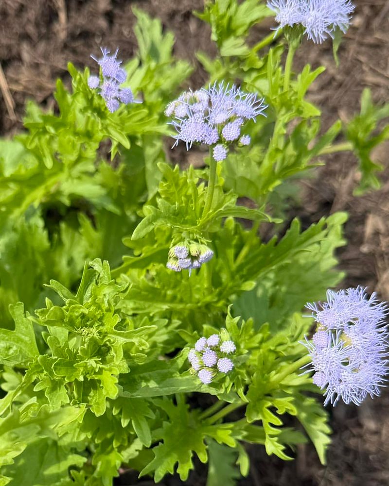 Cut Back Old Stems In Late Winter
