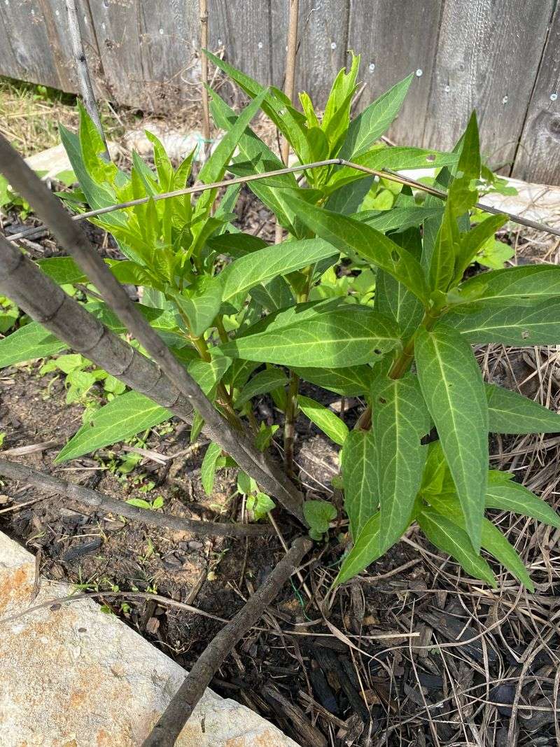 Cut Back Old Stems In Late Winter Cut Back Old Stems In Late Winter