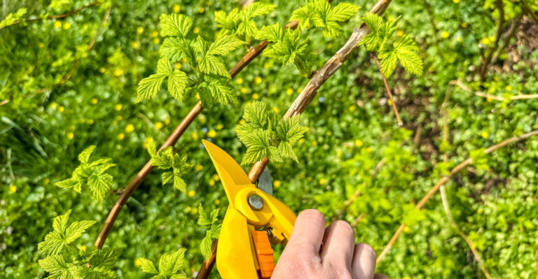 Cut Back Oregon Raspberries This Way Right After Harvest For Bigger Canes