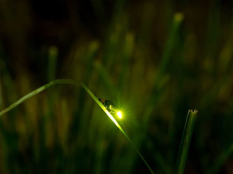 Cut Back Pesticides Before The Glow Disappears