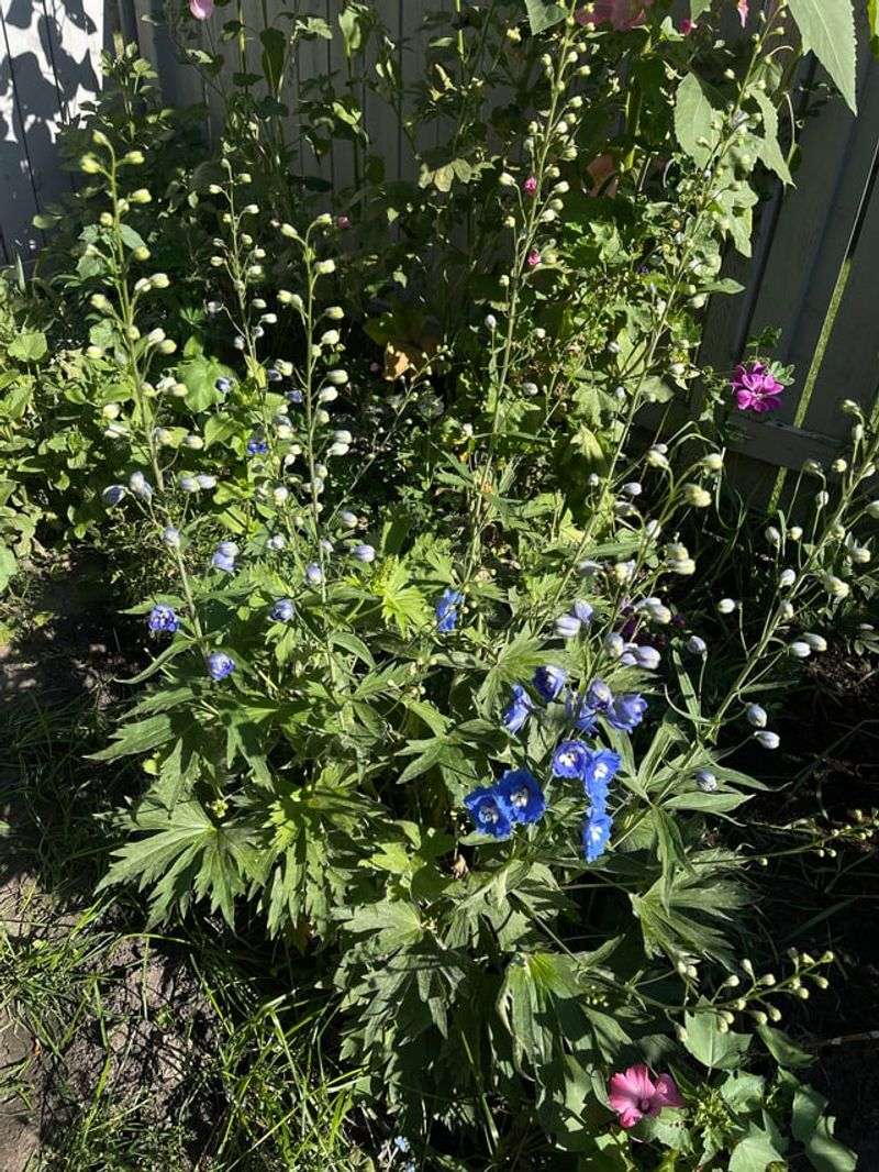 Cut Back Spent Flower Spikes Cut Back Spent Flower Spikes