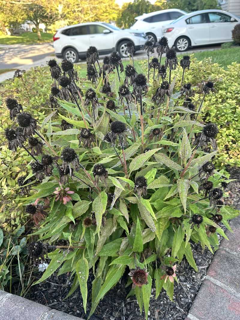 Cut Back Spent Summer Perennials Cut Back Spent Summer Perennials