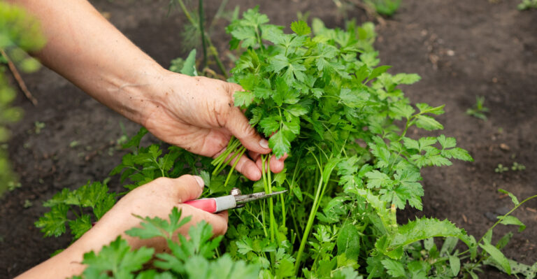 Cut Back These Oregon Herbs In Mid-July For A Fresh Second Round Before Fall