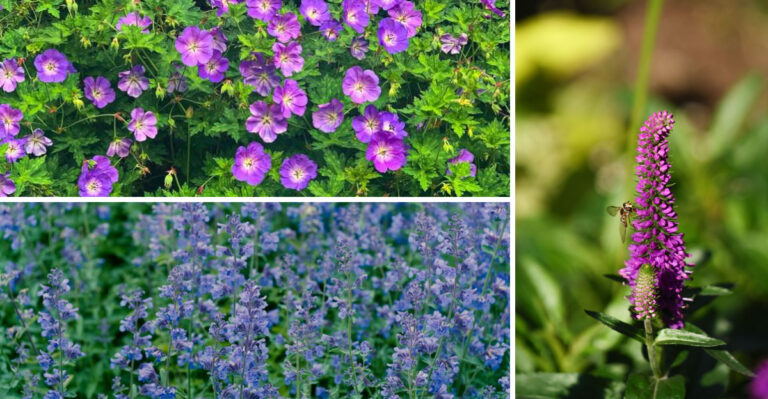 Cut Back These Perennials In Early August For Fall Blooms In Missouri