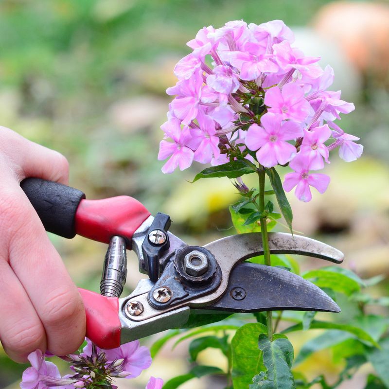 Cut Back Tired Plants Only When They Can Rebound