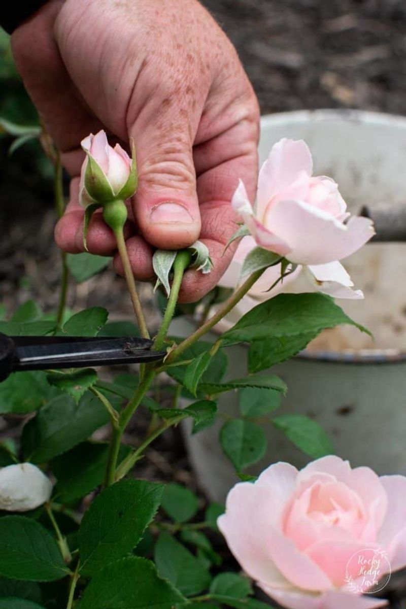 Cut Back To A Strong Leaf For Faster Reblooming Cut Back To A Strong Leaf For Faster Reblooming