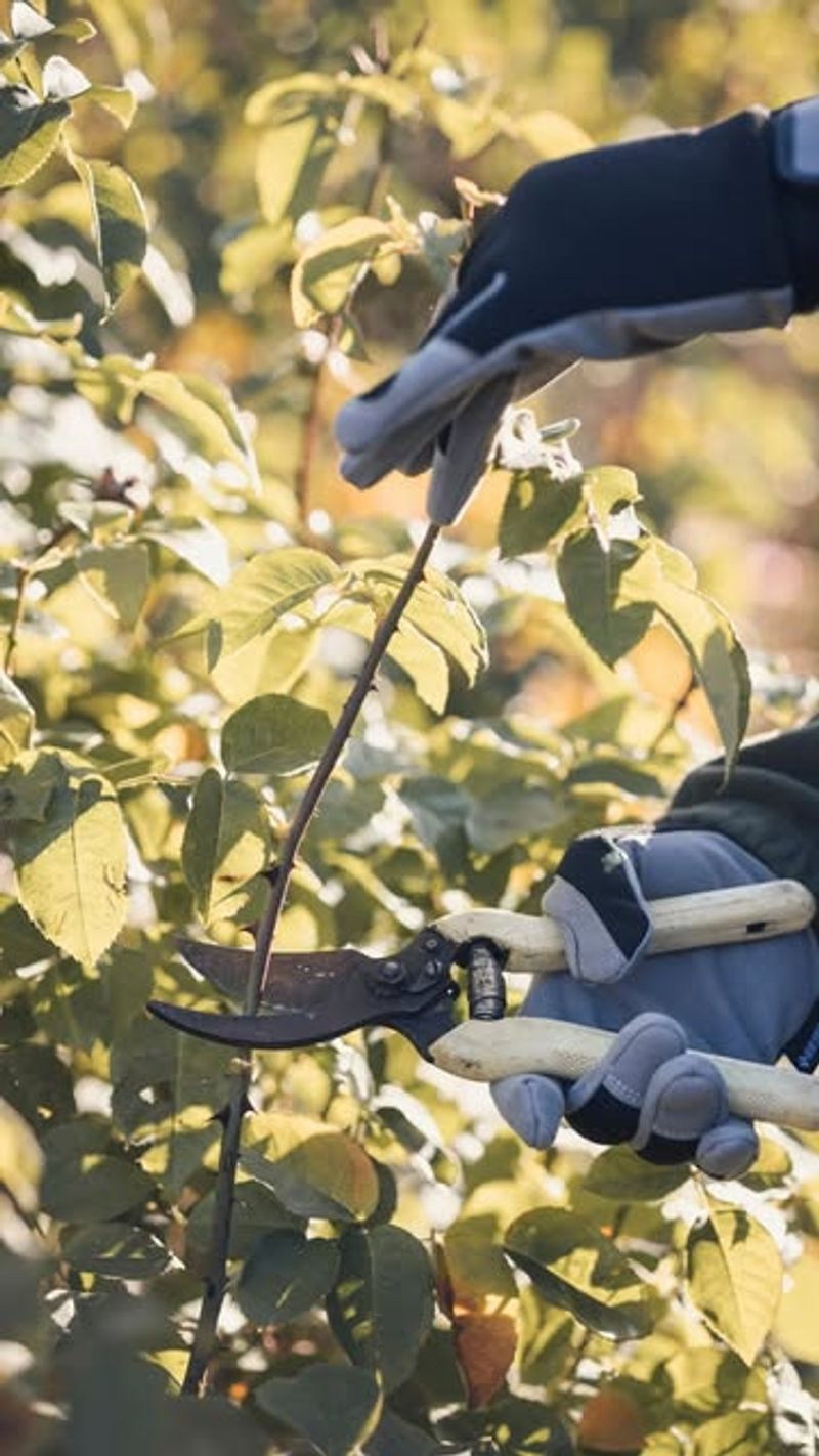 Cut Back To A Strong Leaf