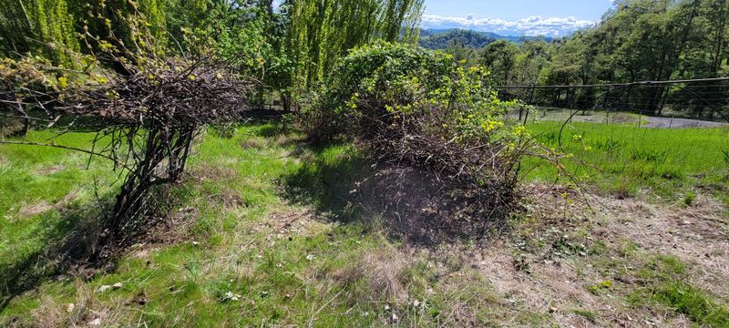 Cut Canes Before The Patch Gets Away Cut Canes Before The Patch Gets Away