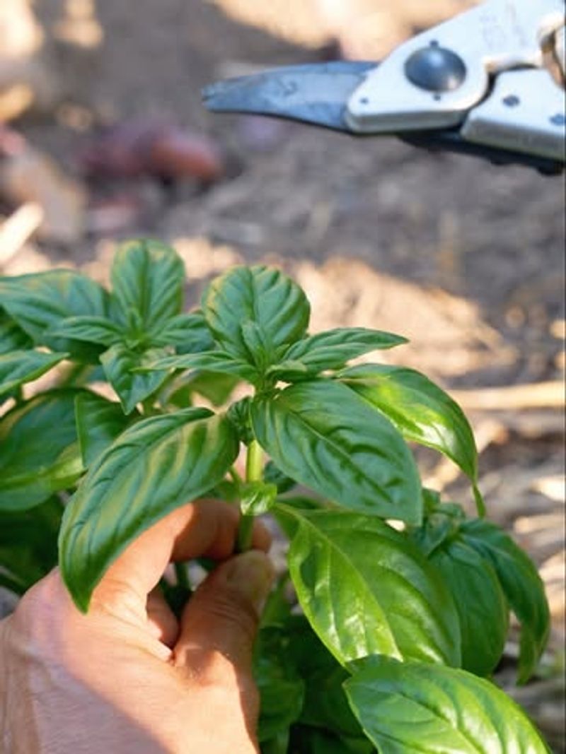 Cut Each Stem Just Above A Pair Of Leaves Cut Each Stem Just Above A Pair Of Leaves