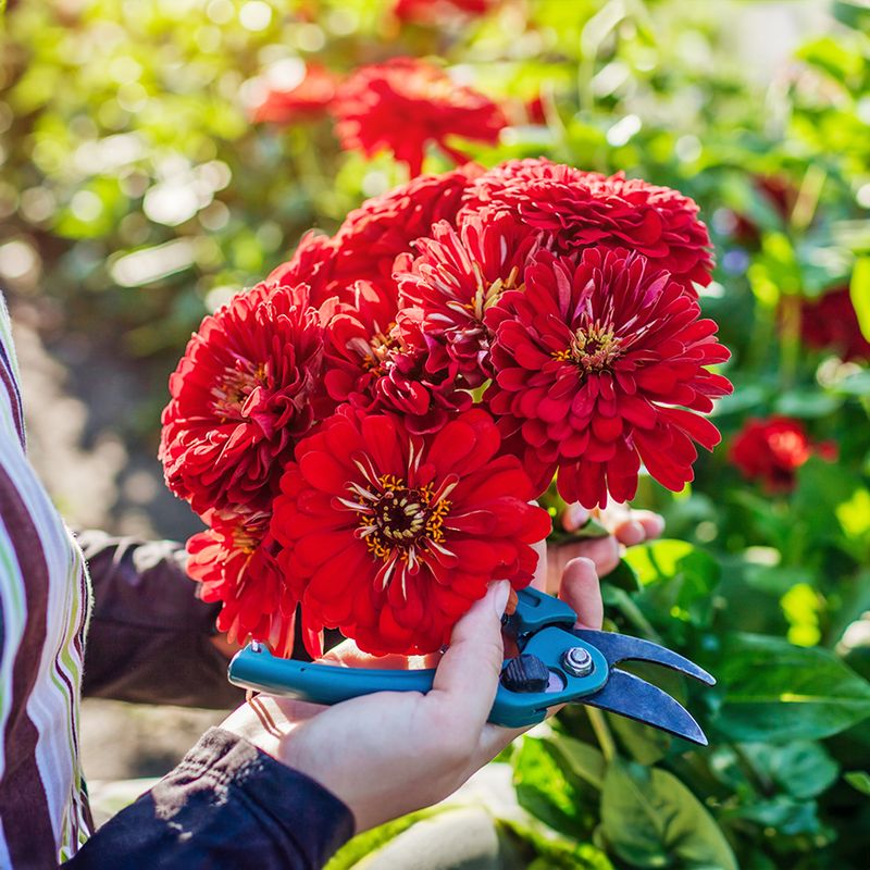 Cut Flowers Often For Bouquets Cut Flowers Often For Bouquets