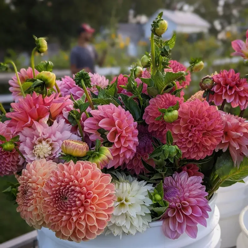 Cut For Bouquets To Encourage More Blooms