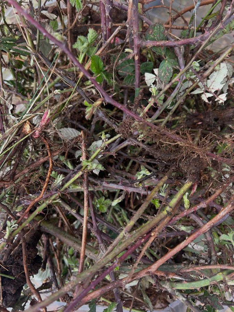 Cut Fruiting Canes Before Berries Drop