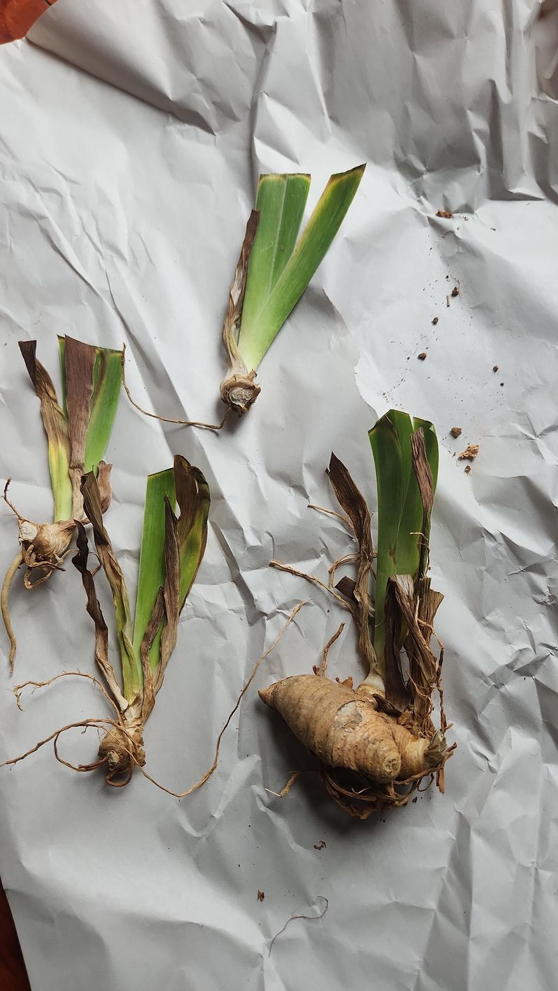 Cut Healthy Rhizomes Into Sections With Fans