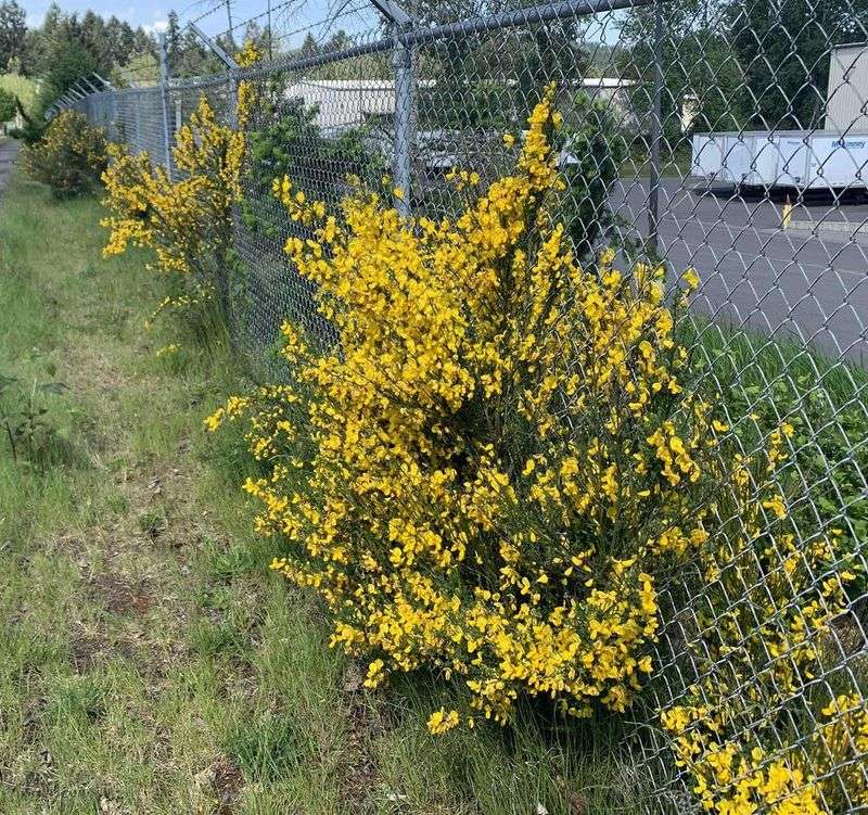 Cut Large Plants Before Pods Ripen Cut Large Plants Before Pods Ripen