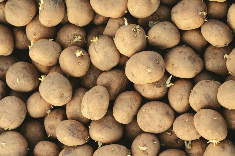 Cut Larger Seed Potatoes Into Chunks With Eyes