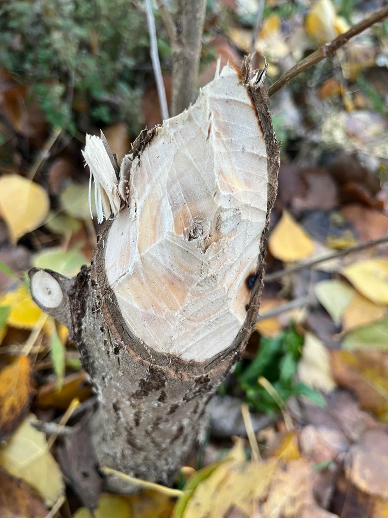 Cut Or Girdle Large Trees In Stages To Protect The Forest Floor Cut Or Girdle Large Trees In Stages To Protect The Forest Floor