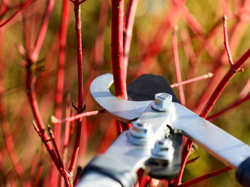 Cut Out Broken Stems On Red Twig Dogwood Cut Out Broken Stems On Red Twig Dogwood