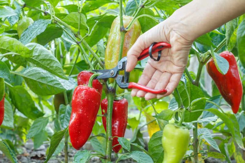 Cut Peppers Instead Of Pulling Them Cut Peppers Instead Of Pulling Them