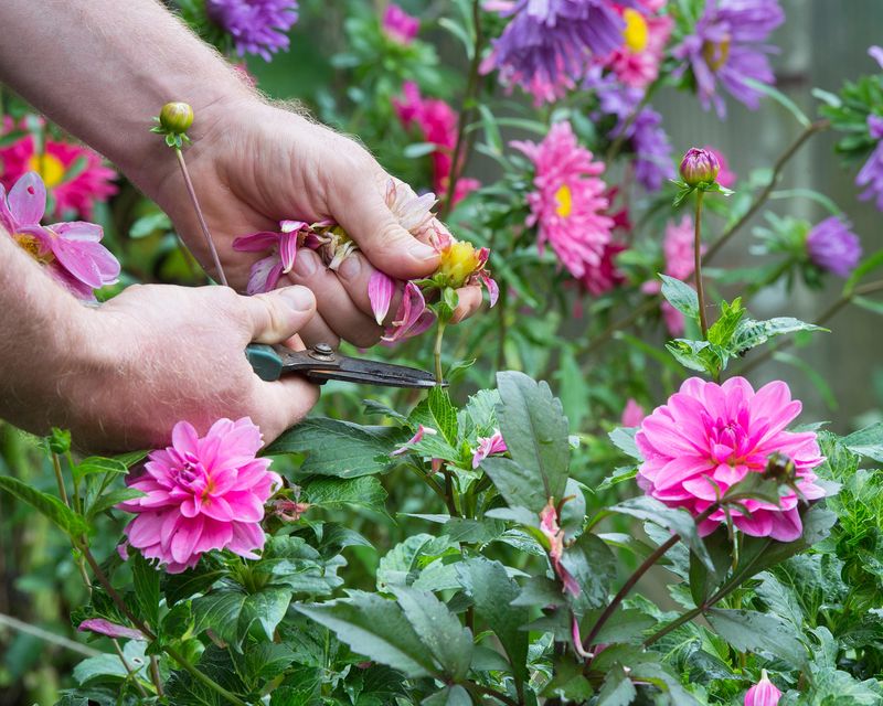 Cut Spent Blooms Back To Healthy Leaves