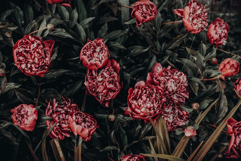 Cut Spent Blooms To Stop Seed Production Cut Spent Blooms To Stop Seed Production