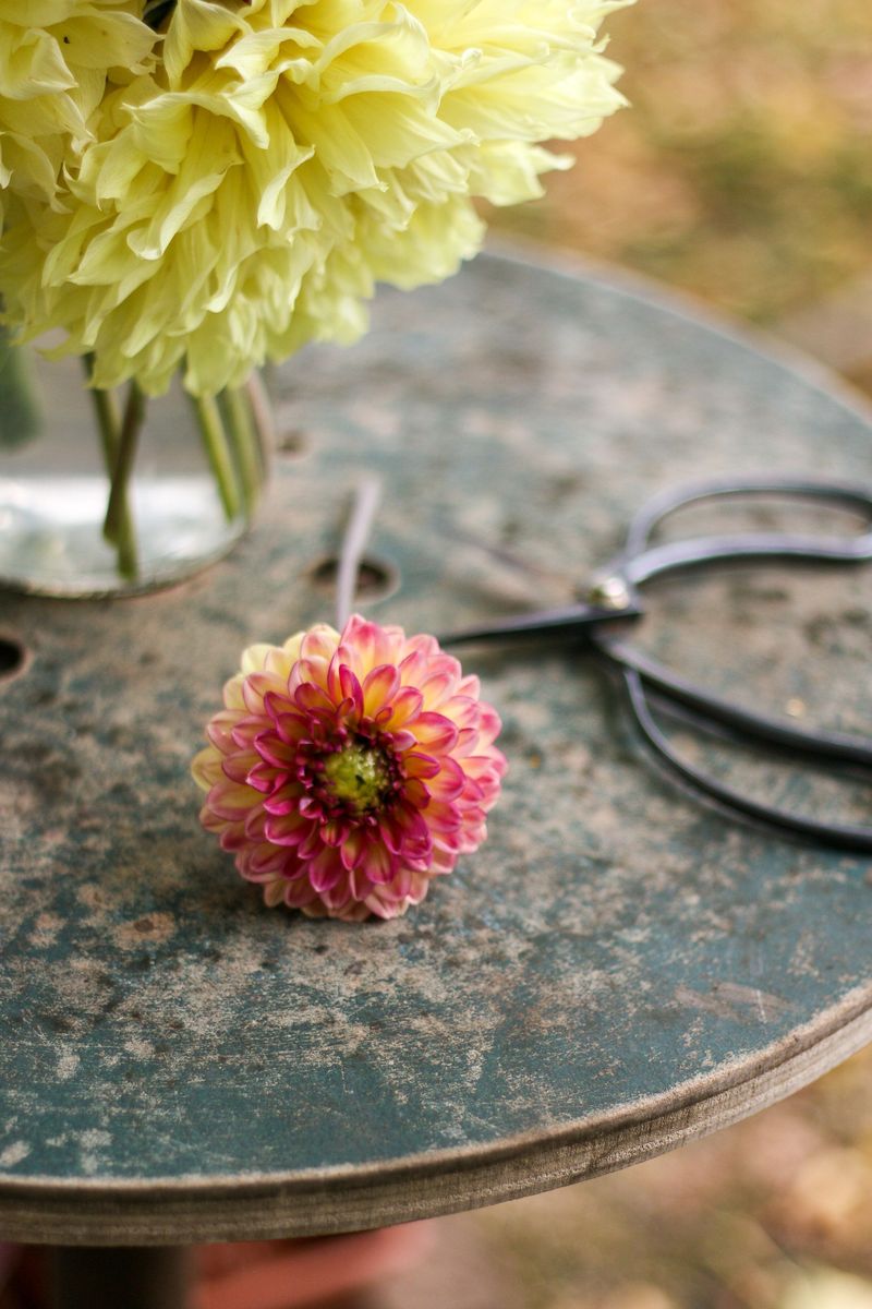 Cut Stems Deep To Encourage Longer New Growth
