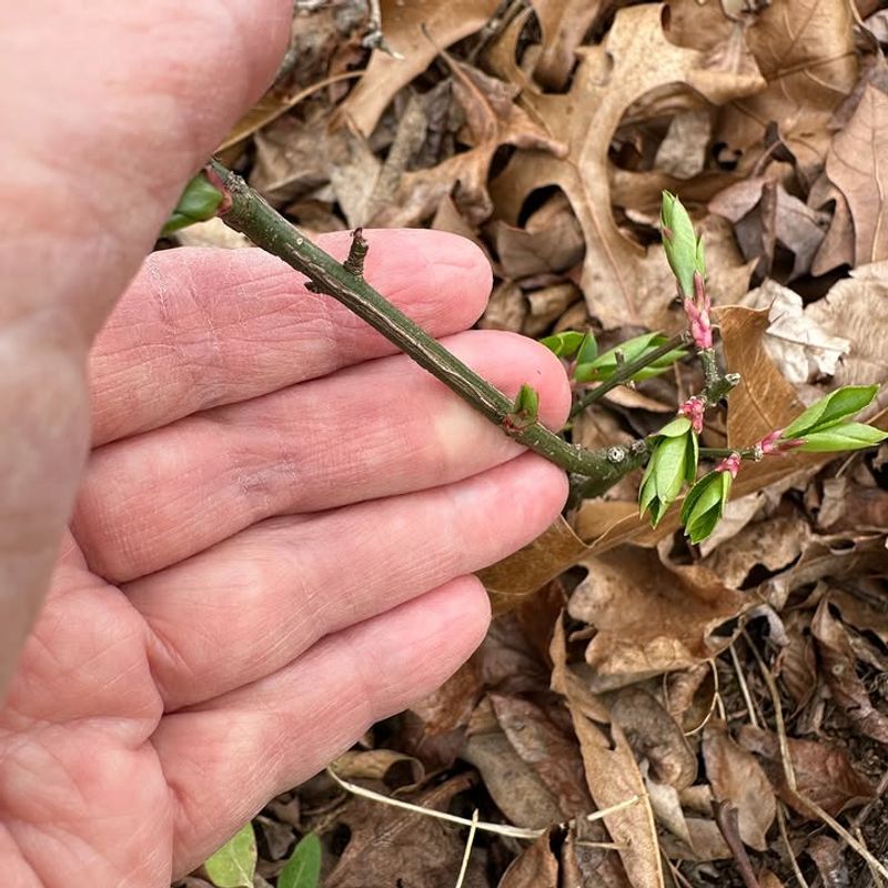 Cut Stems Respond With Resprouts Cut Stems Respond With Resprouts