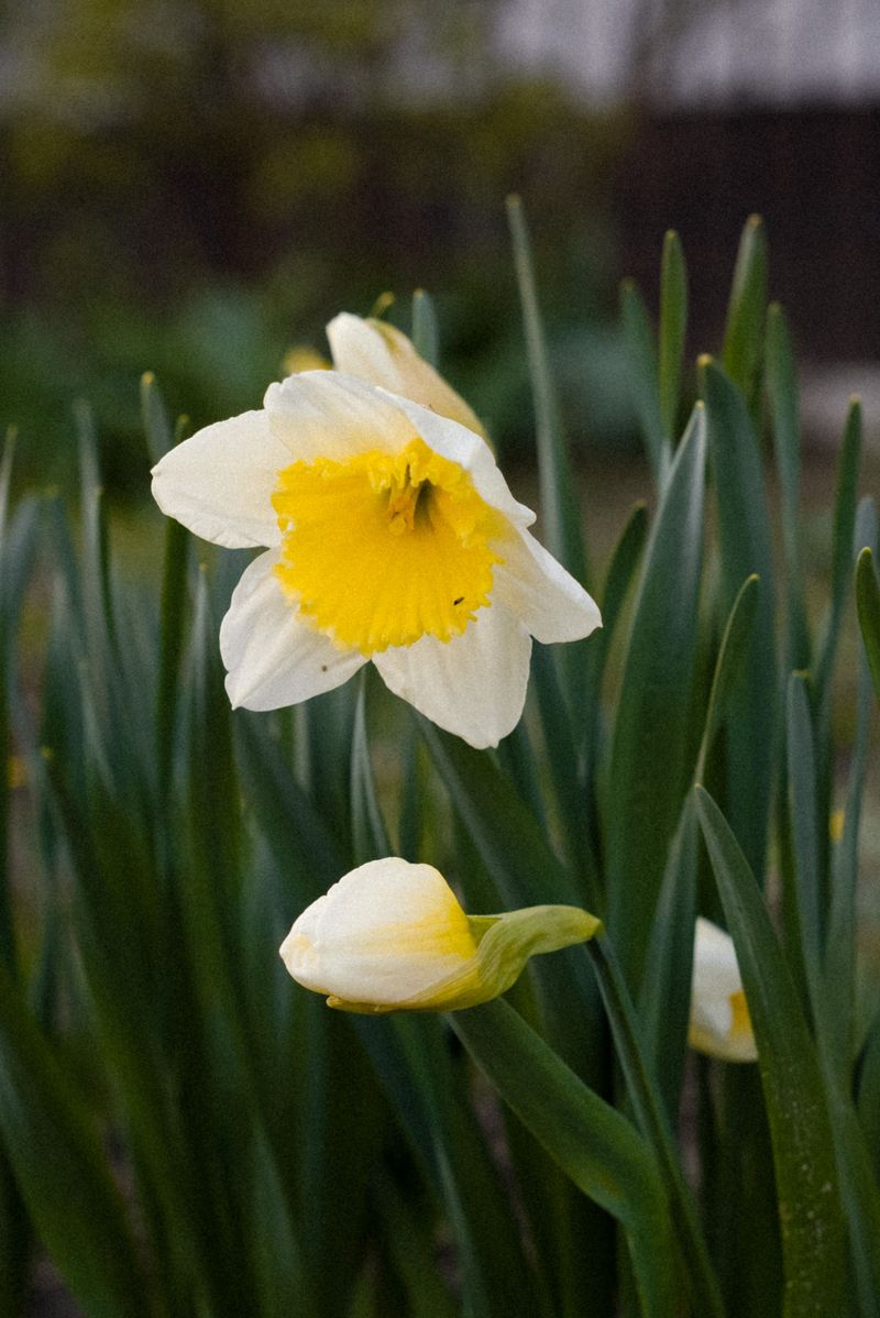 Cut Stems Shorten Other Flowers' Life Cut Stems Shorten Other Flowers' Life
