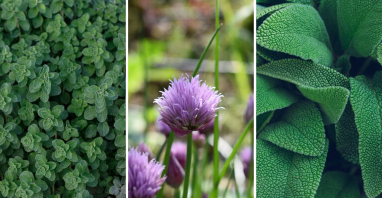 Cut These 8 Herbs Back In July For A Bigger Fall Harvest In Wisconsin