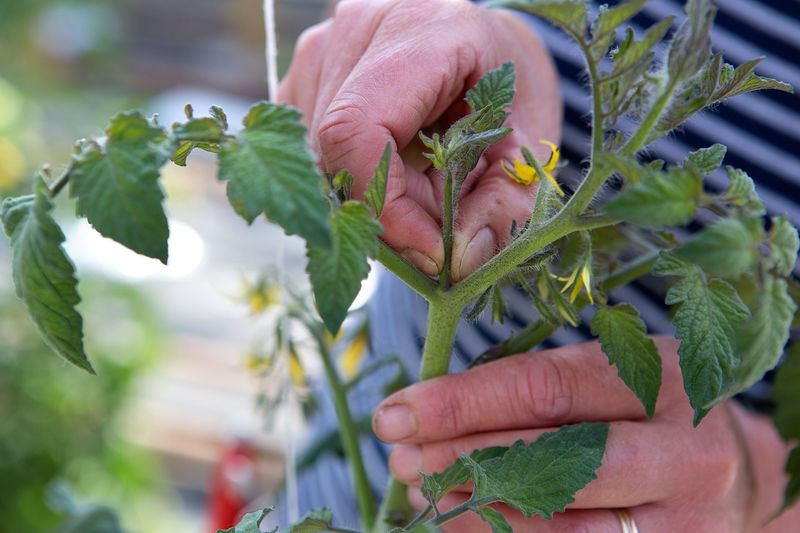 Cut Tomato Plants Back By About Two Thirds