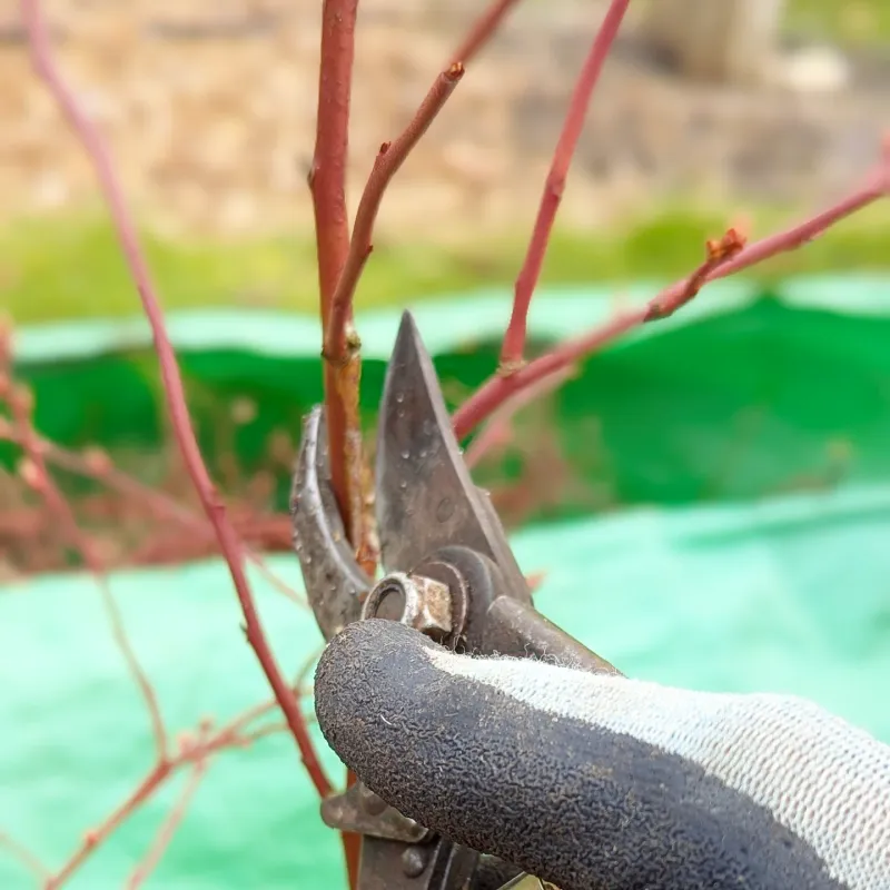 Cut Weak Branches To Improve Plant Structure