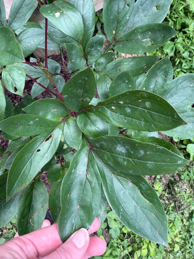 Cutting Back Diseased Foliage Stops Disease From Spreading Cutting Back Diseased Foliage Stops Disease From Spreading