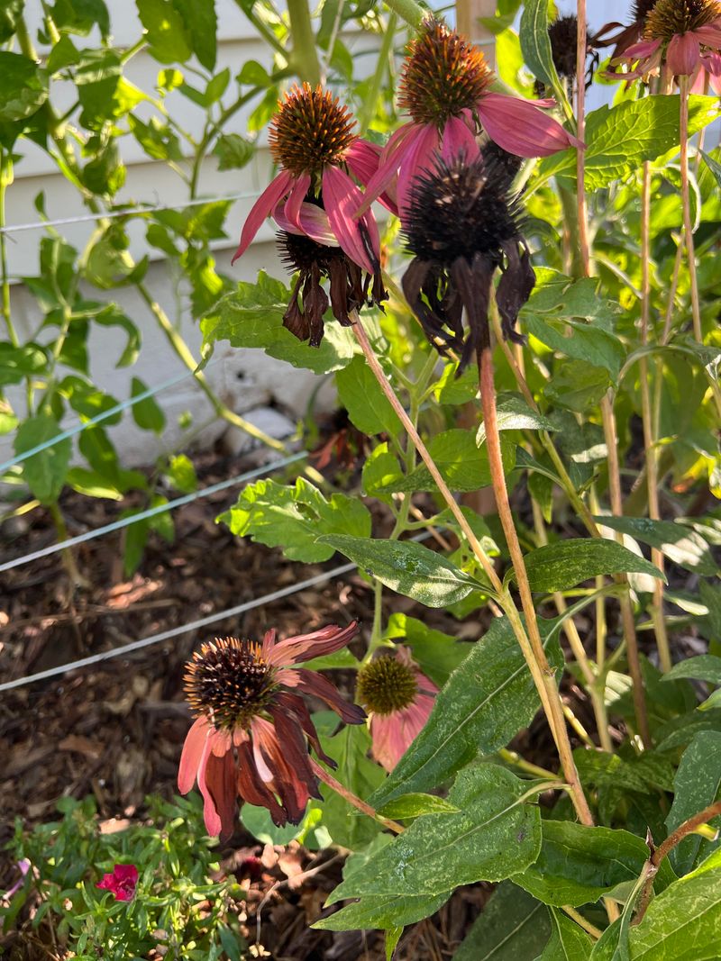 Cutting Back Spent Blooms Too Late Signals The Plant To Stop Storing Energy