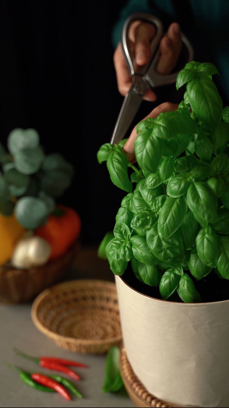 Cutting Full Stems Weekly To Keep Basil Producing Longer