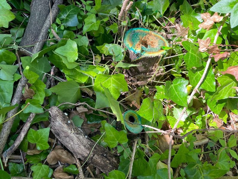 Cutting It Down Can Trigger A New Thicket Cutting It Down Can Trigger A New Thicket