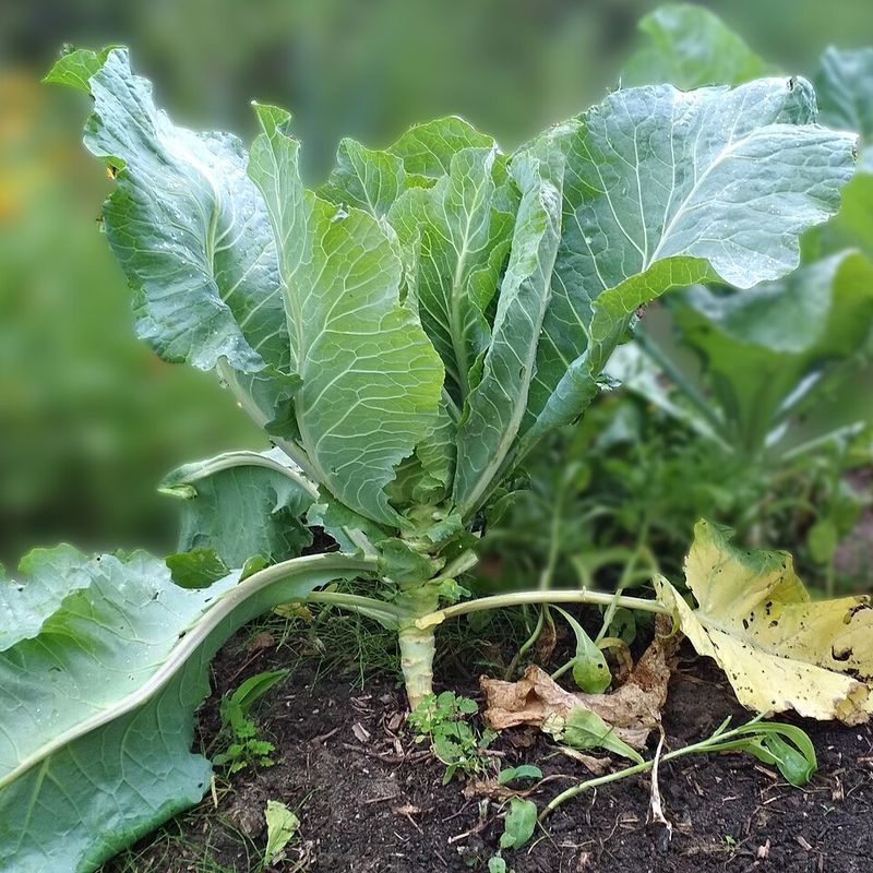 Cutting Lets Leaves Regrow