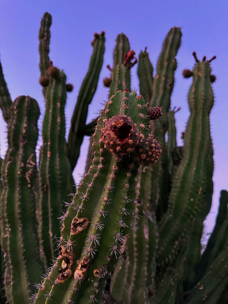 Cutting Out Cactus