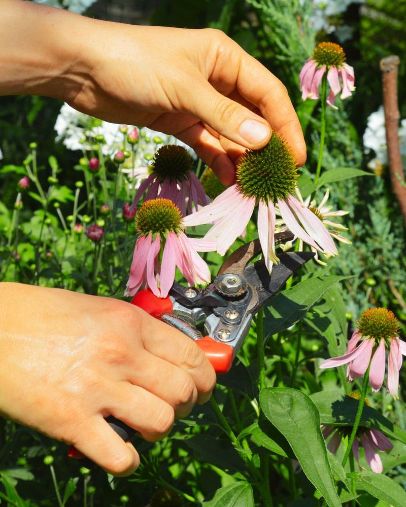 Cutting Technique For Healthy Reblooming Cutting Technique For Healthy Reblooming