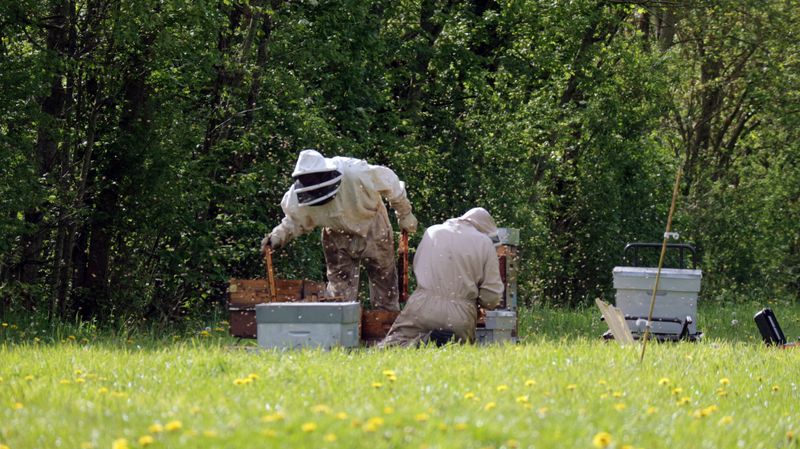 Cutting Them Too Early Can Limit Food For Recovering Hives Cutting Them Too Early Can Limit Food For Recovering Hives