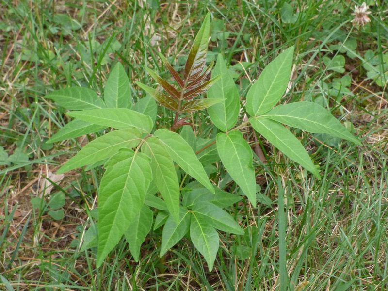 Cutting Tree-of-Heaven Alone Can Make It Resprout