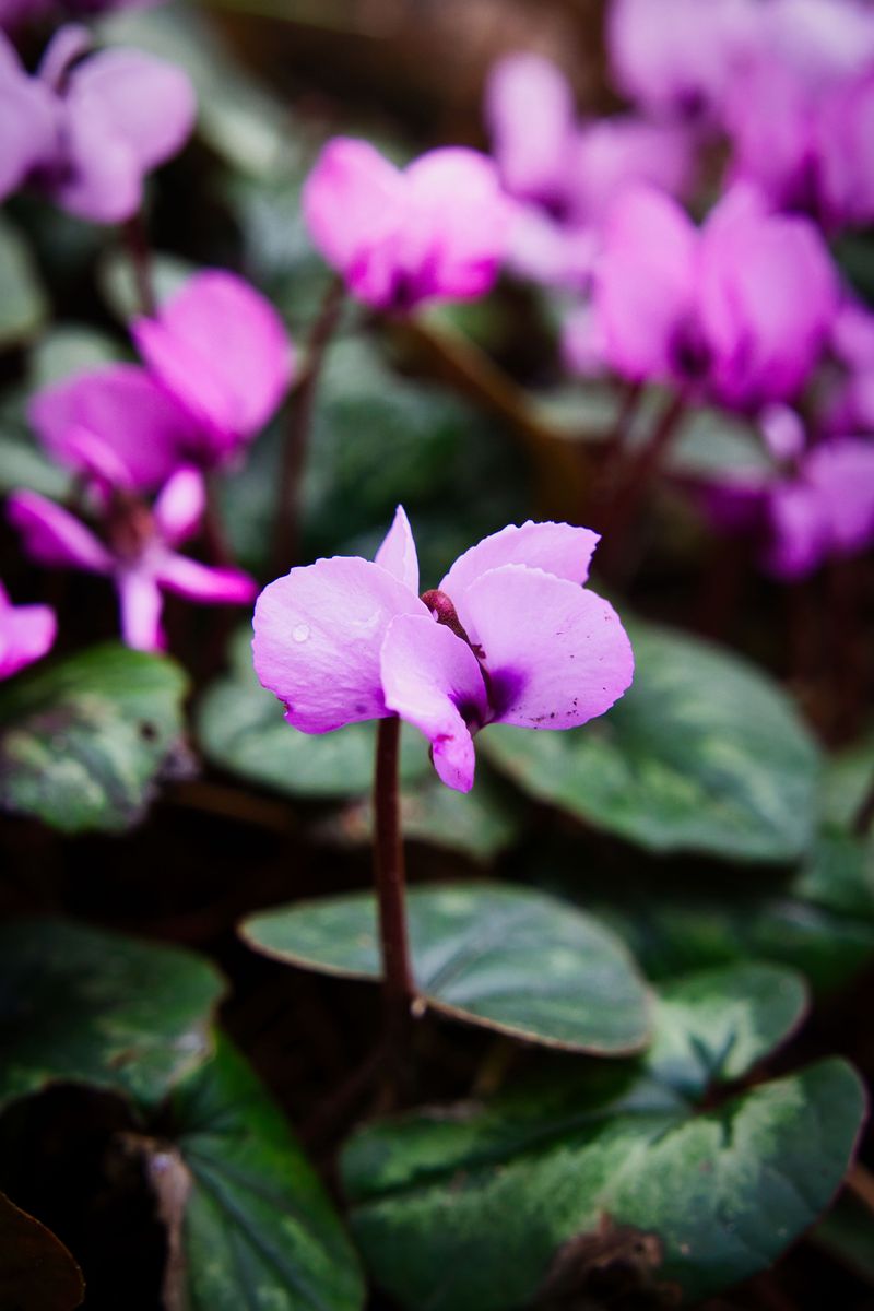 Cyclamen Hederifolium (Hardy Cyclamen) Cyclamen Hederifolium (Hardy Cyclamen)