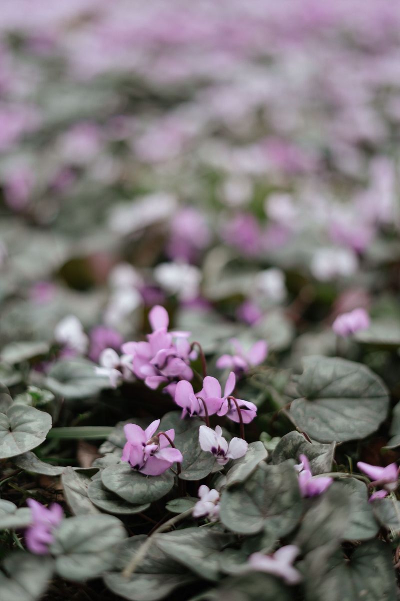 Cyclamen Hederifolium Cyclamen Hederifolium