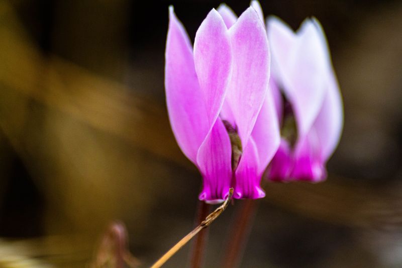 Cyclamen Cyclamen