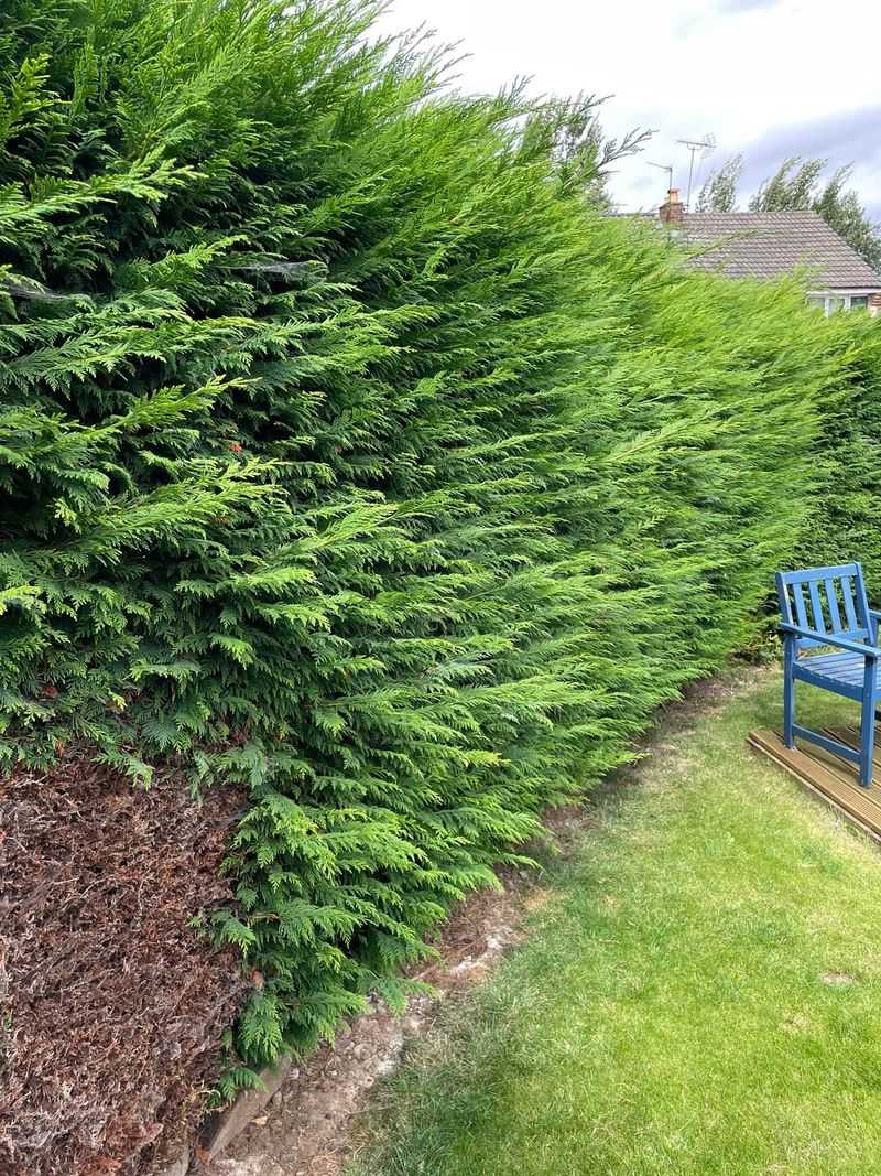 Cypress Hedges Trap Dry, Damaged Interior Growth