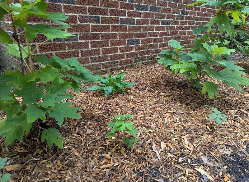 Cypress Mulch Still Creates Shelter When Too Thick Cypress Mulch Still Creates Shelter When Too Thick
