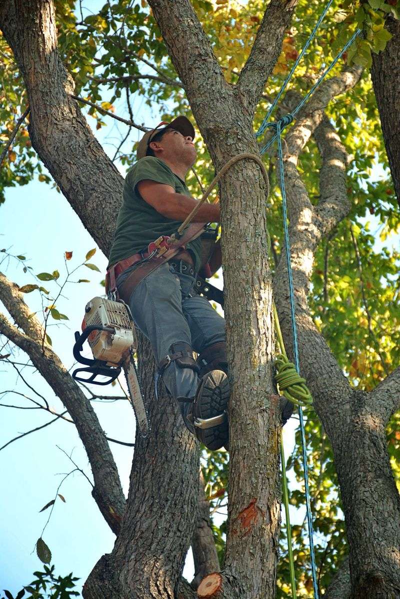 DIY Vs. Hiring A Certified Arborist For Oak Work DIY Vs. Hiring A Certified Arborist For Oak Work