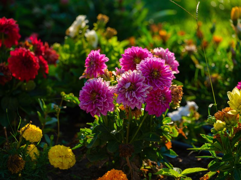 Dahlia Dahlia
