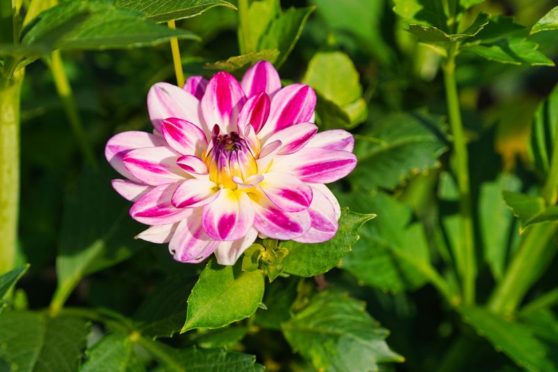 Dahlia (Compact Bi-Color) Dahlia (Compact Bi-Color)