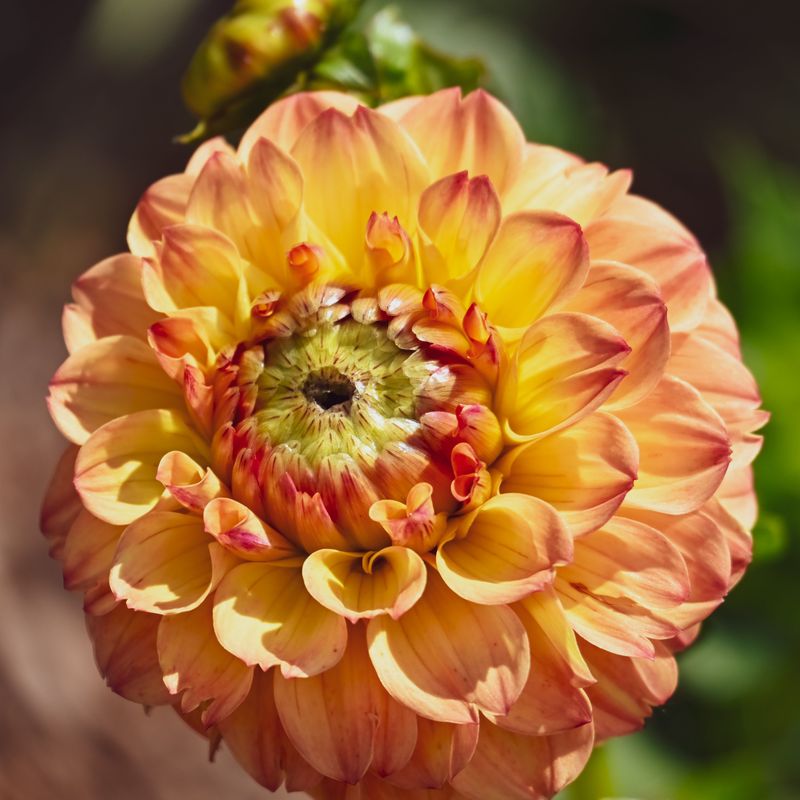 Dahlia Dahlia