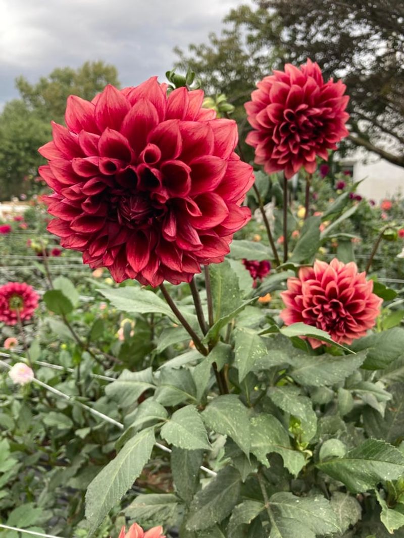 Dahlias Dahlias